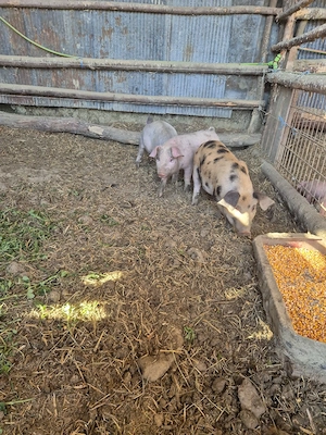 vând 3 soldani  - imagine 2