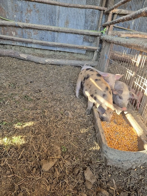 vând 3 soldani  - imagine 3