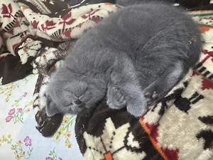 Pisoiasi scotish fold - imagine 3