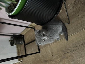 Pisoiasi scotish fold - imagine 2