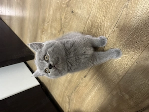 Pisoiasi scotish fold