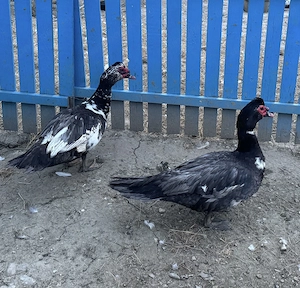 Vand 2 ratoi lesesti albastri