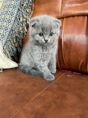 Pisici  Suceava  - imagine 4