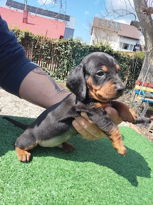 Teckeli negri cu pete maro-foc  - imagine 4