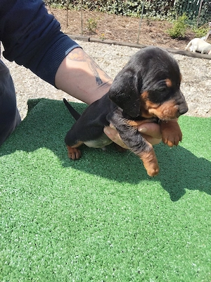 Teckeli negri cu pete maro-foc  - imagine 5