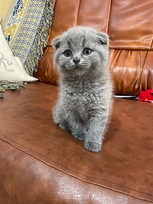 Pisici  Suceava  - imagine 2