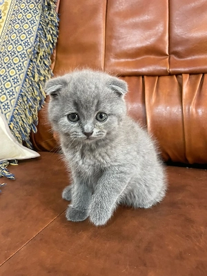 Pisici  Suceava  - imagine 3