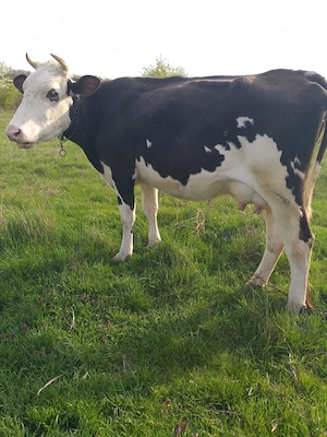 Vand Vaca de Lapte Gestanta