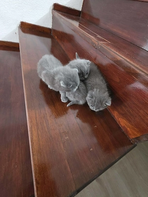 De vanzare 3 puiuti british shortair  - imagine 2