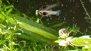 Vand pesti guppy sanatosi