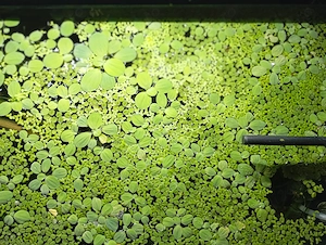 Vand plante suprafata acvariu