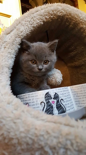 scottish si british blue - imagine 2