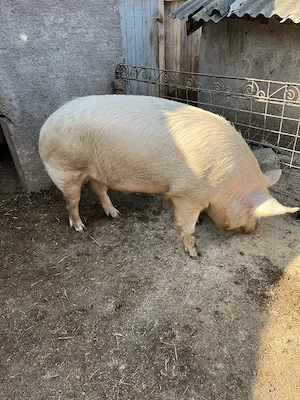 vand vier  - imagine 2