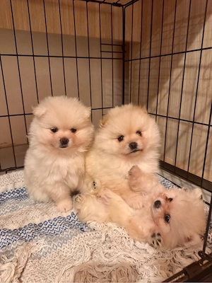 Pui Pomeranian Alb Crem   Născuți pe 6 Martie   