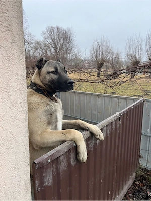 Vând femela Kangal  - imagine 2