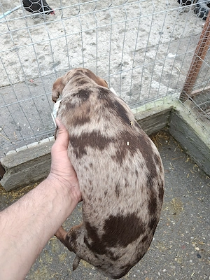 Teckel ciocolat merle. - imagine 2