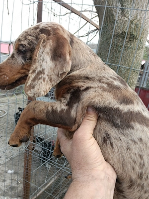 Teckel ciocolat merle. - imagine 4