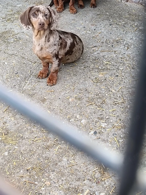 Teckel ciocolat merle.