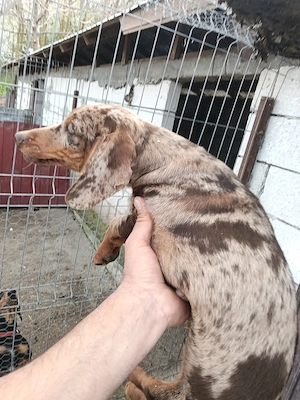 Teckel ciocolat merle. - imagine 3