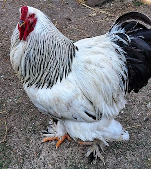 Cocos Brahma HD reproducator talie mare - imagine 3