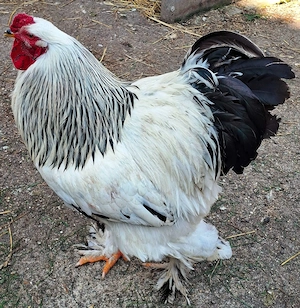 Cocos Brahma HD reproducator talie mare