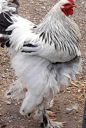 Cocos Brahma HD reproducator talie mare - imagine 2