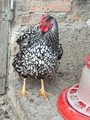 Oua de găini wyandotte pentru incubat