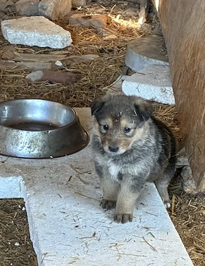 Ciobanesc German spre Adoptie