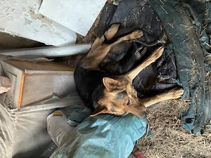 Ciobanesc German spre Adoptie - imagine 4