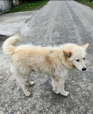 Pui de Ciobanesc German - imagine 5