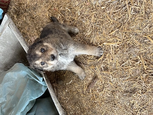 Ciobanesc German spre Adoptie - imagine 3