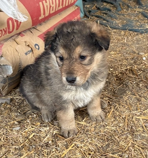 Ciobanesc German spre Adoptie - imagine 2