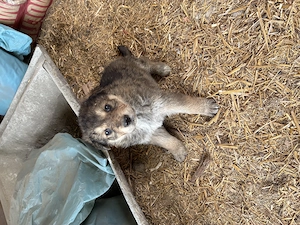 Pui de Ciobanesc German - imagine 2