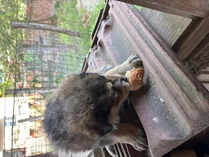 Pui de Ciobanesc German - imagine 3