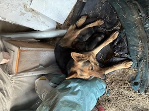 Pui de Ciobanesc German - imagine 4