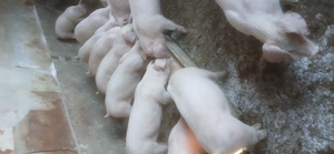 vând purcei 30.  35 kg  porci 120 kg