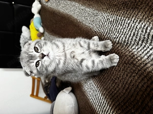 Fetițe Scottish Fold