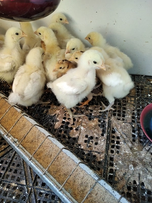 Oferta:36 pui de gaina de 7 zile:17La Bresse;8Jersey giant;10Sussex Portelan