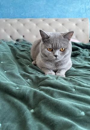 British Shorthair mascul, 1 an, castrat - imagine 3