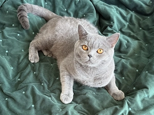 British Shorthair mascul, 1 an, castrat - imagine 2