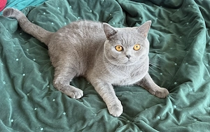 British Shorthair mascul, 1 an, castrat
