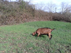 Capra Alpina Franceza 