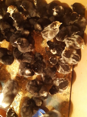 pui de vânzare  - imagine 2