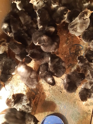 pui de vânzare  - imagine 3