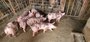 purcei 7 saptamini rasa pietrain