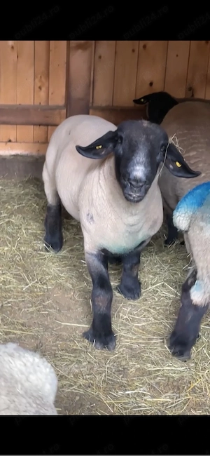 oi suffolk de vanzare - imagine 2