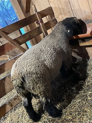 oi suffolk de vanzare - imagine 4