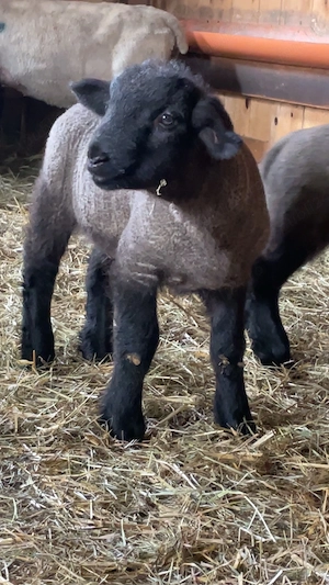 oi suffolk de vanzare - imagine 5