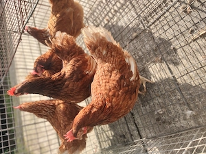 Vând găini roșii ouătoare tinere 