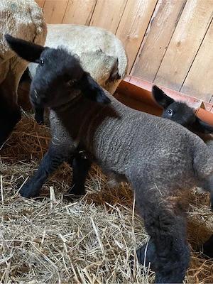 oi suffolk de vanzare - imagine 3